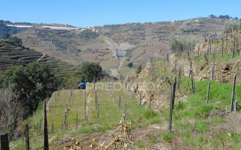 Propriedade c/ vinha e olival em abaças / vila real