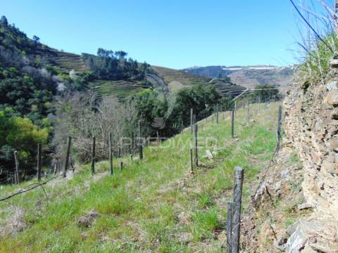 Propriedade c/ vinha e olival em abaças / vila real