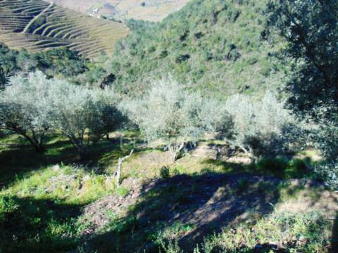 Propriedade c/ vinha e olival em abaças / vila real
