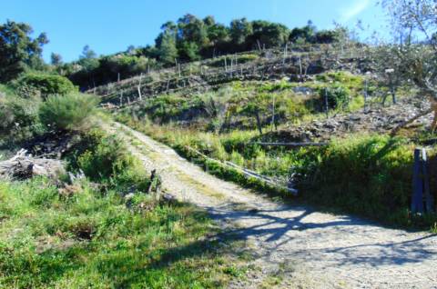 Propriedade c/ vinha e olival em abaças / vila real