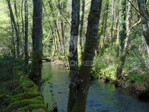 Propriedade c/ vinha e olival em abaças / vila real