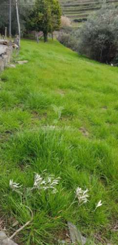 Terreno rústico em moura morta