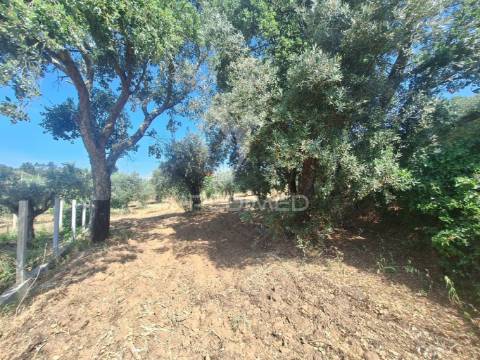 Terreno, madeiras, vila nova da barquinha