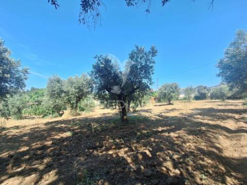 Terreno, madeiras, vila nova da barquinha