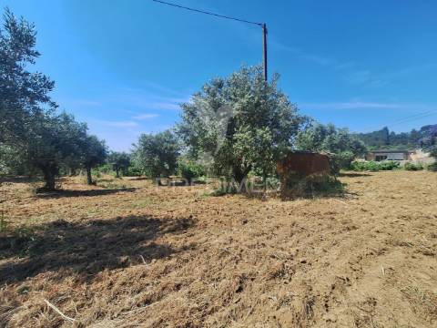 Terreno, madeiras, vila nova da barquinha