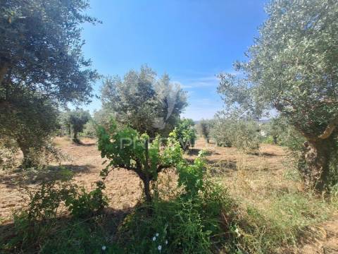 Terreno, madeiras, vila nova da barquinha