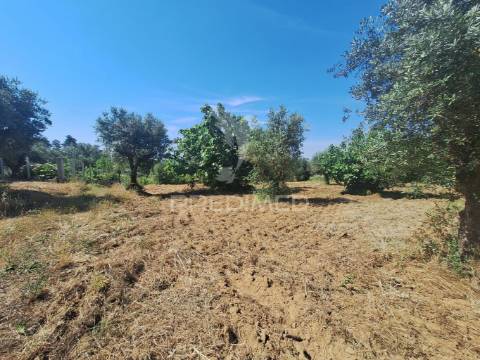 Terreno, madeiras, vila nova da barquinha