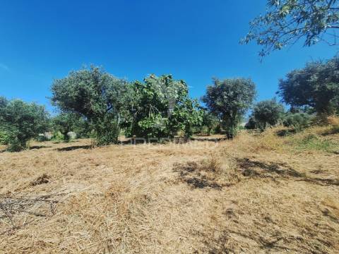 Terreno, madeiras, vila nova da barquinha