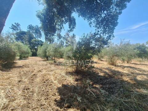 Terreno, madeiras, vila nova da barquinha