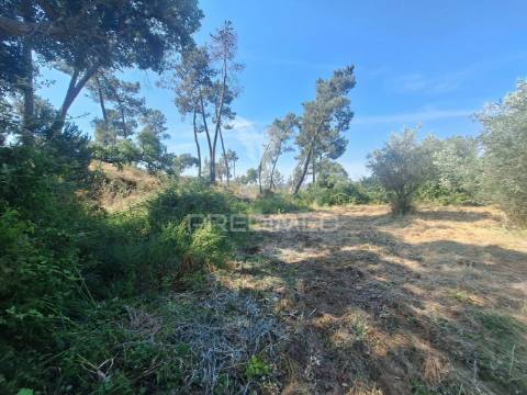 Terreno, madeiras, vila nova da barquinha