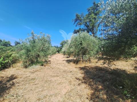 Terreno, madeiras, vila nova da barquinha