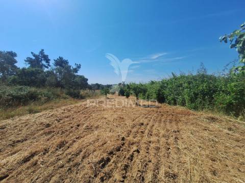 Terreno, madeiras, vila nova da barquinha