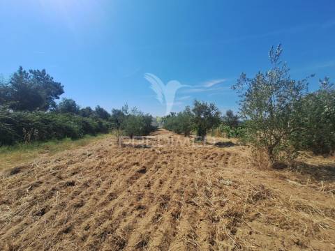 Terreno, madeiras, vila nova da barquinha