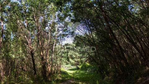 Terreno rústico com 37.700 m² e margem de rio – oportunidade única em braga