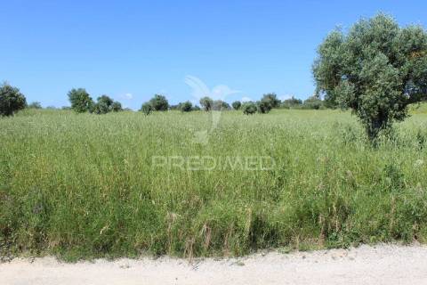 Terreno rústico com ruína - alcorochel, torres novas