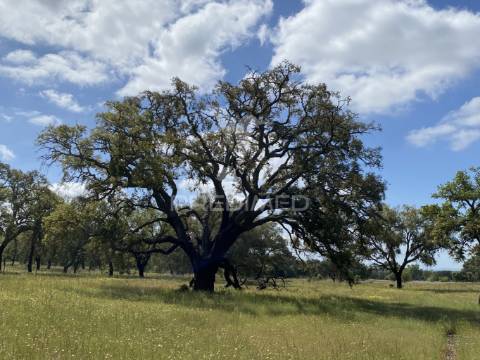 Herdade com ruína para reconstruir