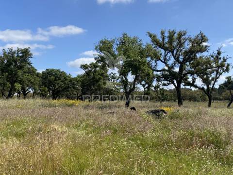 Herdade com ruína para reconstruir
