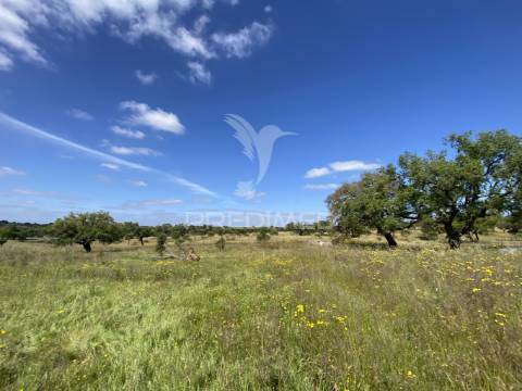 Herdade com ruína para reconstruir