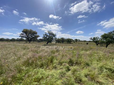Herdade com ruína para reconstruir