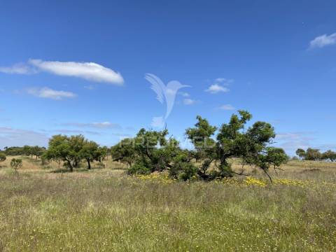 Herdade com ruína para reconstruir