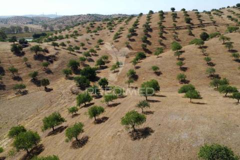 Terreno rústico na margem do guadiana, com 106ha