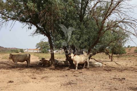 Terreno misto junto ao guadiana, 357ha, e ruínas com 1623m2