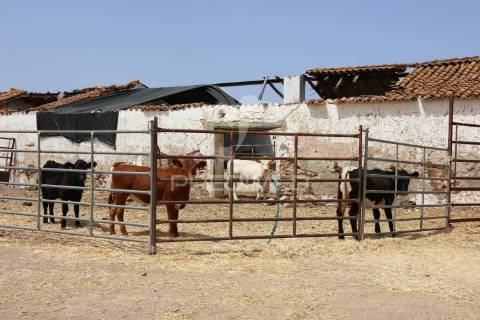 Terreno misto com vista do guadiana, 126ha, com ruína de 618m2