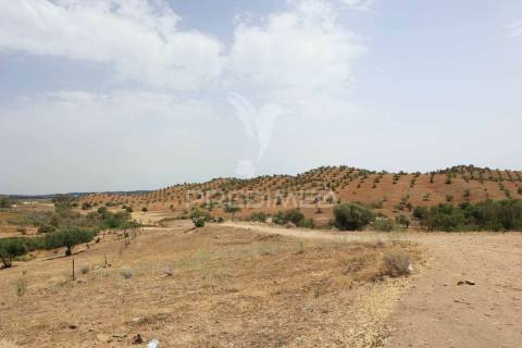 Quinta com vista do guadiana, 126ha, com ruína de 618m2