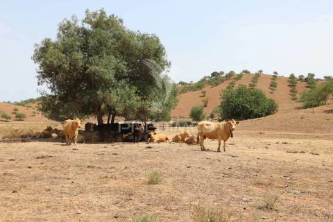 Quinta com vista do guadiana, 126ha, com ruína de 618m2