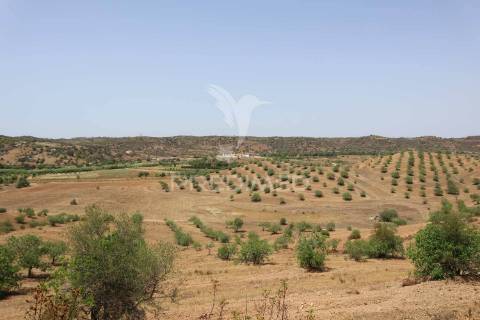 Quinta com vista do guadiana, 126ha, com ruína de 618m2