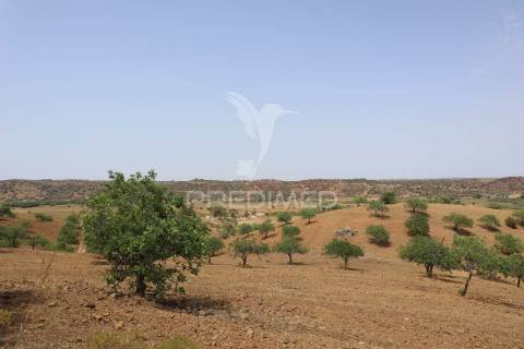 Quinta com vista do guadiana, 126ha, com ruína de 618m2
