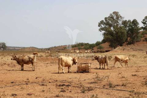 Terreno misto junto ao guadiana, 125ha, com ruína de 1005m2