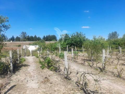 Moradia com piscina em cosntrução,agualva de cima, pegões.
