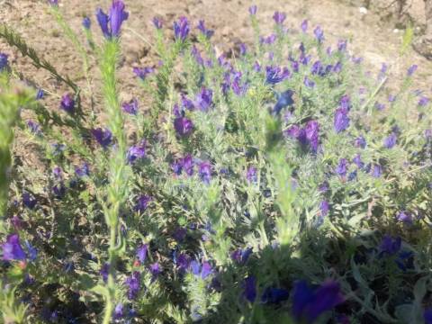 Moradia com piscina em cosntrução,agualva de cima, pegões.