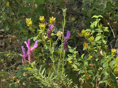 Monte alentejano - serra de grândola