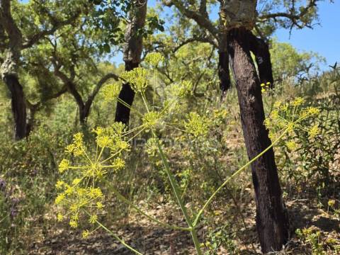 Monte alentejano - serra de grândola