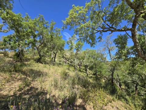 Monte alentejano - serra de grândola