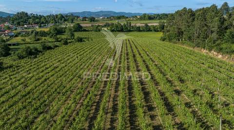 Duas quintas, com exploração agrícola e turismo rural;