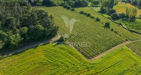 Duas quintas, com exploração agrícola e turismo rural;