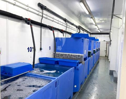 Armazém e loja comercial (comércio de marisco)