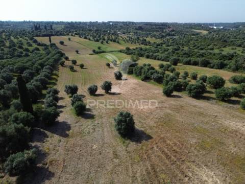 Terreno rústico - parceiros de igreja, torres novas
