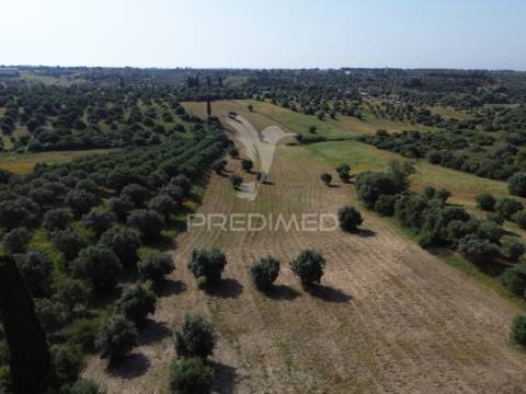 Terreno rústico - parceiros de igreja, torres novas