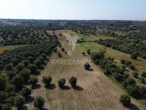 Terreno rústico - parceiros de igreja, torres novas