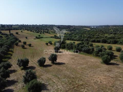 Terreno rústico - parceiros de igreja, torres novas