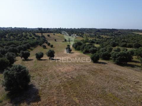 Terreno rústico - parceiros de igreja, torres novas