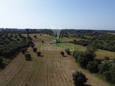 Terreno rústico - parceiros de igreja, torres novas
