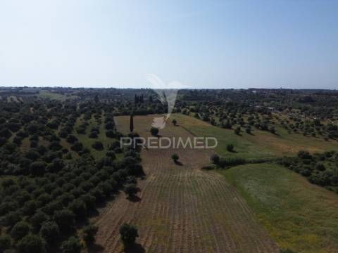 Terreno rústico - parceiros de igreja, torres novas