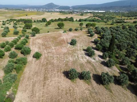 Terreno rústico - parceiros de igreja, torres novas