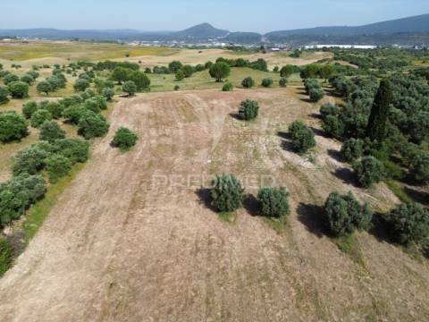 Terreno rústico - parceiros de igreja, torres novas