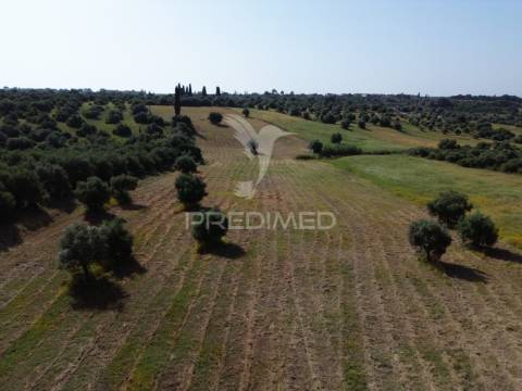 Terreno rústico - parceiros de igreja, torres novas